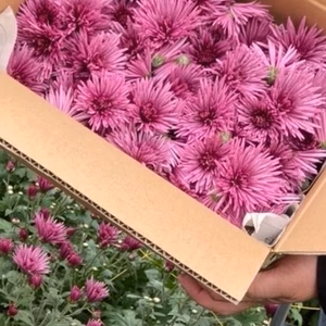 食用菊☆かきのもと☆【500g】この時期にしか味わえないシャキシ食感味わって