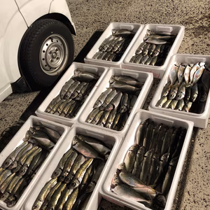 山口県産 天然アジ！ めちゃウマ〜