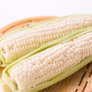 【人気急上昇1位達成】純白の富士信玄とうもろこし期間限定販売【7月予約】