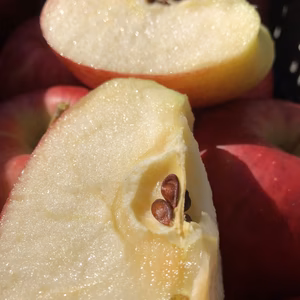 林檎【シナノドルチェ】 正品