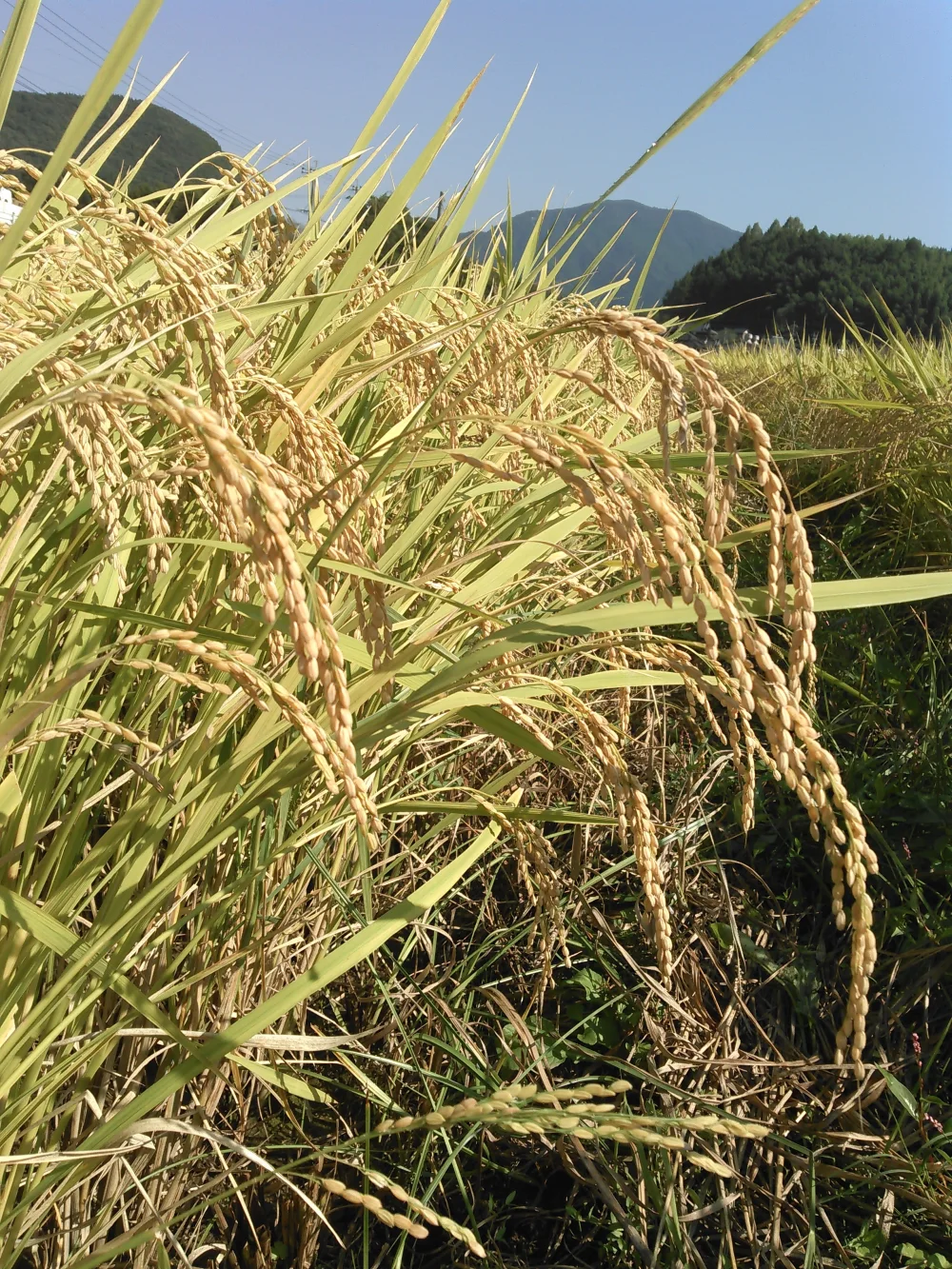 令和4年産みさとかけ干し米