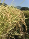 令和4年産みさとかけ干し米