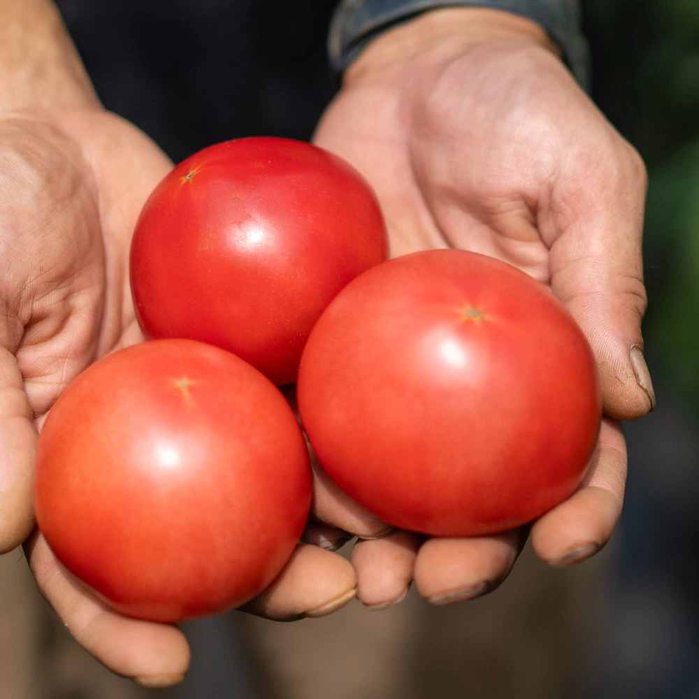 飛騨トマト 2kg 甘さと酸味のバランスがいい水々しいトマト