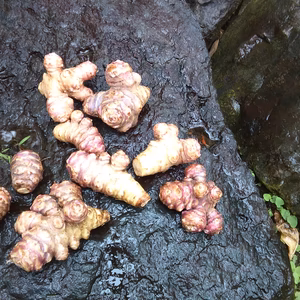 【農薬不使用】フランス菊芋　1キロ