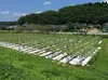 熊本の人吉盆地で粘り強く育った自然薯500g(1〜2本)