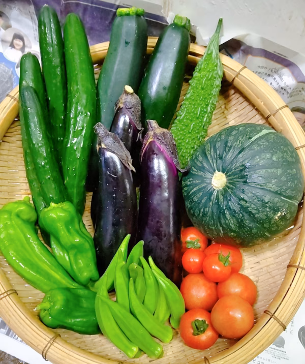 日常使用する野菜を中心とした季節の野菜セット