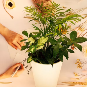 幸せを運ぶ観葉植物の5寸おまかせ寄せ植え（４～５品種）