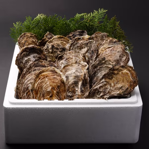 【春牡蠣】身入りMAX！江田島産 殻付き牡蠣 一番美味しい旬を堪能◆