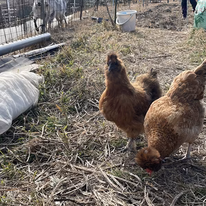 【淡路島産】【地鶏】ふわどりの卵(平飼い)