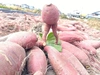 【3種食べ比べ・5kg】南国高知のサツマイモ