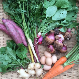 ●季節のお野菜セット 〜Mサイズ〜 (農薬・化学肥料不使用)