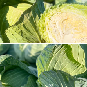 渥美半島 春キャベツ&冬キャベツのミックス詰め 食べ比べセット