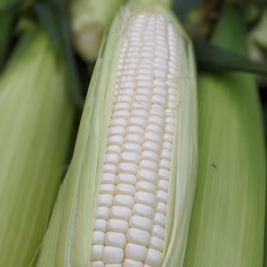 今が旬！！糖度MAX！白いトウモロコシ　雪の妖精