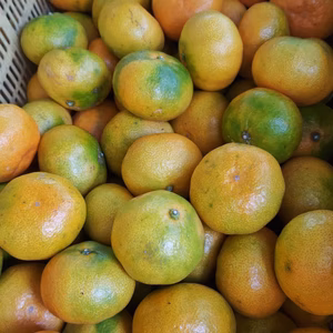 八幡浜みかん便り★早生★格外　4.3K　