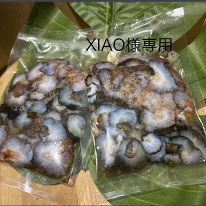 XIAO様専用