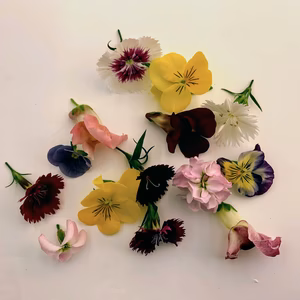 植物工場産　栽培期間中農薬不使用　エディブルフラワーMIX