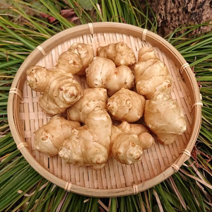 菊芋 洗浄済みで便利！農薬化学肥料不使用 キクイモ
