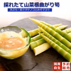 柔らか自生根曲がり筍 細竹 姫竹 天ぷら•お味噌汁等で 【予約受付】