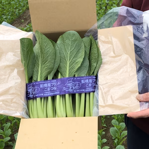 西船橋ひらの農園産　『船橋ブランド小松菜』