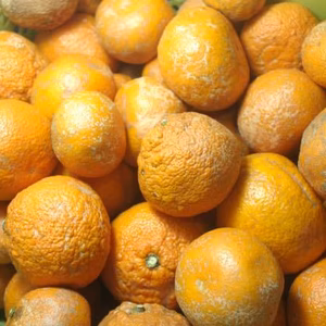 訳あり【農薬不使用】無農薬有田みかん『関西・北陸・東海・中国・四国』地域向け