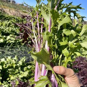 11/24or25【大崎で現地受取】サラダ菜のセット！