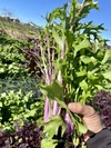 11/24or25【大崎で現地受取】サラダ菜のセット！