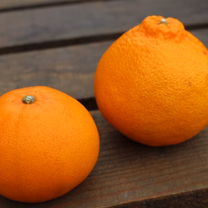 食べ比べ7ｋｇセット　せとか3.5ｋ　不知火3.5ｋ　セット！！