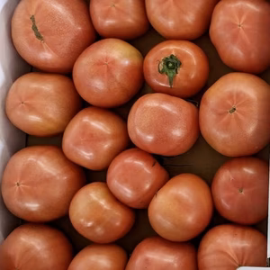 【訳あり特価】ふぞろい大玉トマト　4㎏箱　