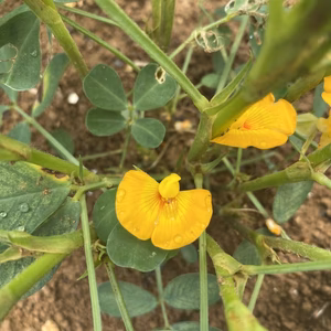 宮古島から"ズマミ"(宮古島方言で落花生)