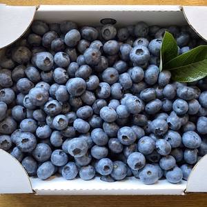 【順次発送】完熟大粒ブルーベリー　ベリーナサファイア