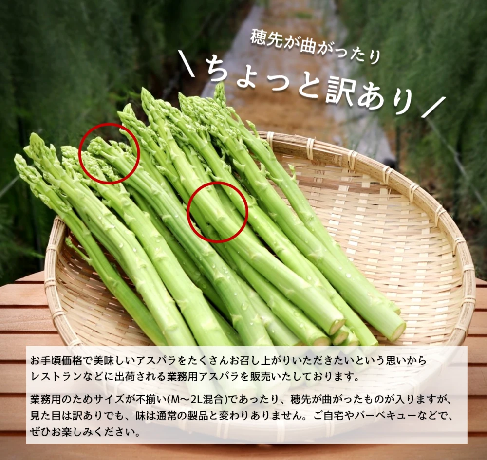 アスパラガス苗 ２Ｌサイズ ３０株 - 野菜