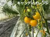 【お試しサイズ】イスラエル・オランダのミニトマト・3種★500gバラ詰