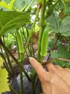 自然栽培アスリート野菜セット(8品)【農薬・肥料不使用】【クール便】