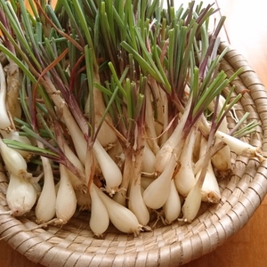 【送料無料】石垣島産・島らっきょう_調理しやすい下処理済み