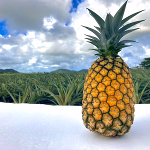 高糖度！ハナナス農園のサンドルチェ【2玉〜3玉】約3kg