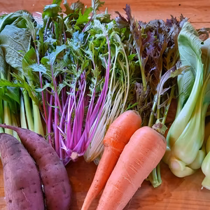 【宮崎県産】自然が生み出す旨い野菜セットM