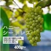 完熟ぶどうセット　秋のぶどう２色セット あづましずく＋ハニーシードレス