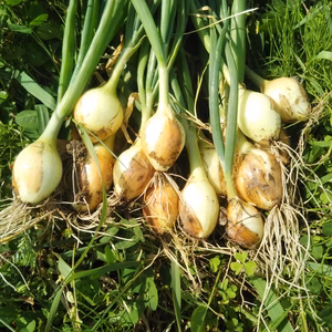 この時だけの葉玉ねぎ！！