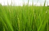 【定期】一等米！低農薬の新米コシヒカリ（白米）－冷めてももちもち！つやつや！ー