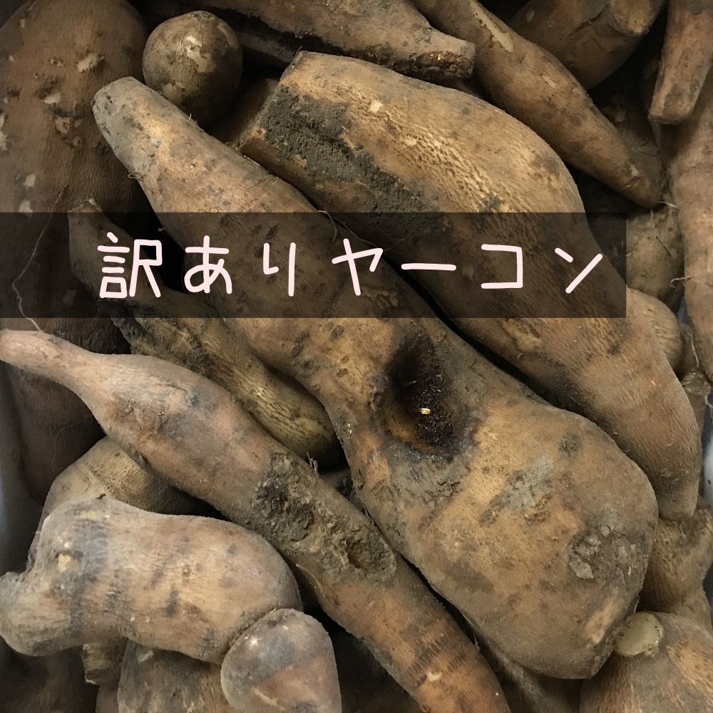 自然栽培 訳ありヤーコン 農薬 肥料不使用 梨のような食感と味 B品 農家漁師から産地直送の通販 ポケットマルシェ