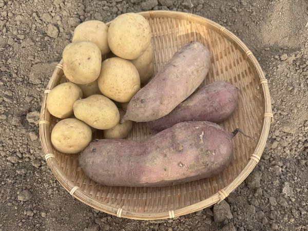 【おイモのセット】冬の新じゃが「希少品種デジマ」+大きい「紅はるか」