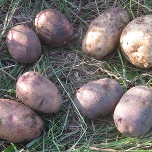 希少な俵品種のじゃがいも　４種類４㎏詰め合せ　味比べセット