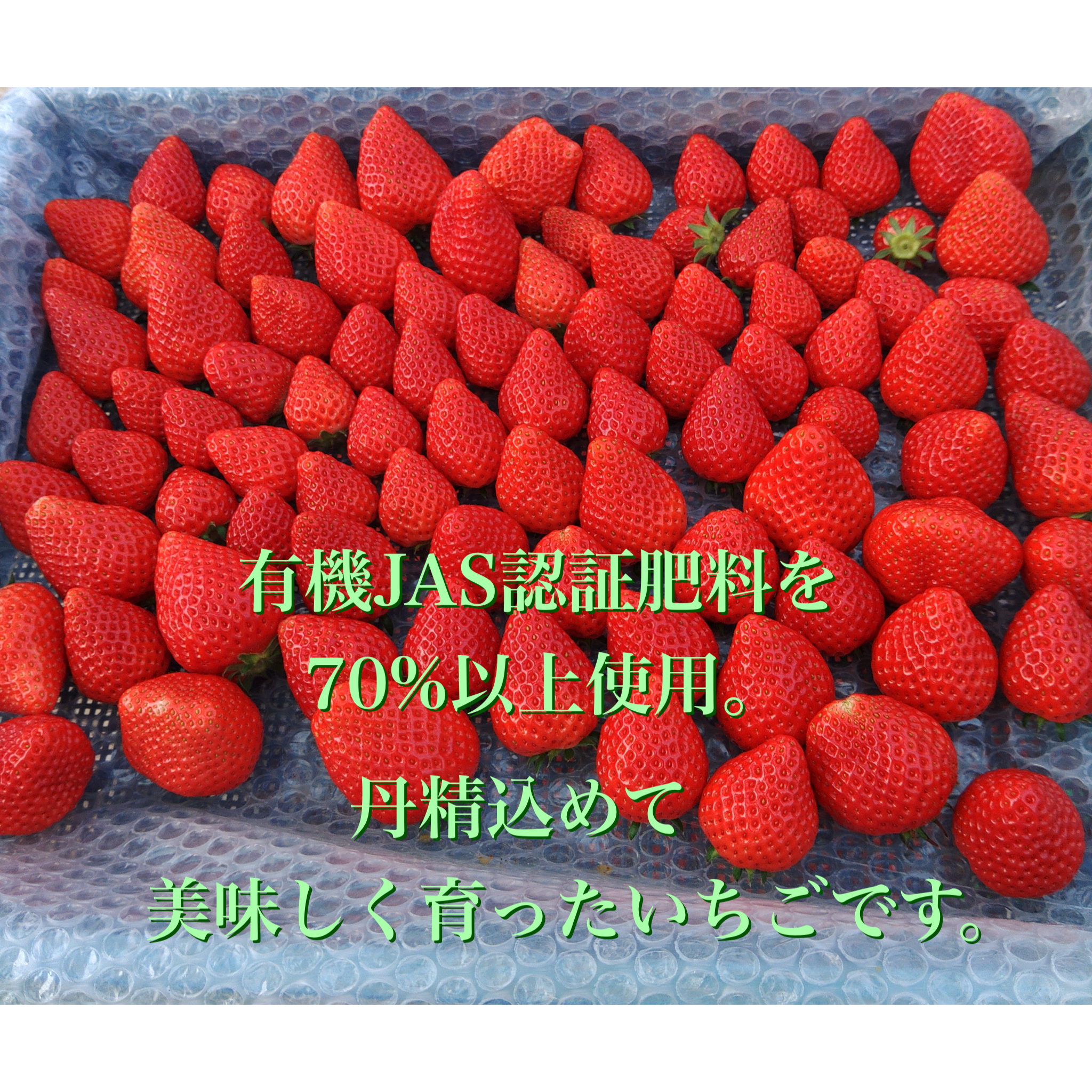 ふるさと納税 長崎県 長崎市 恋みのり 長崎県産 いちご 1kg（250g×4