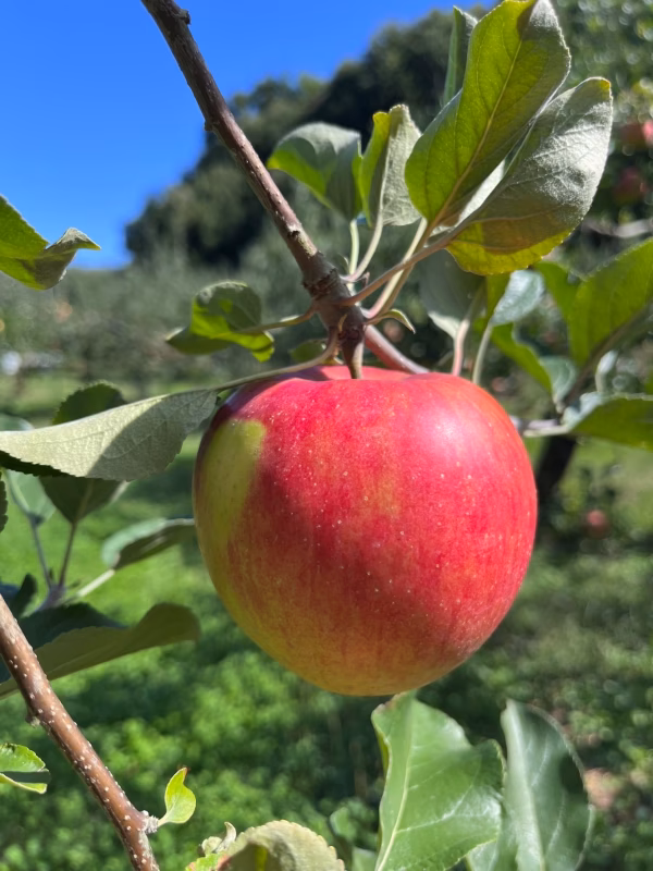 綺麗な葉とらずシナノスイート 3キロ箱使用 7～11玉