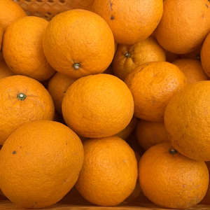【酸味が抜けて甘い‼️】木成り完熟甘夏みかん3kg【自然栽培・自然農】