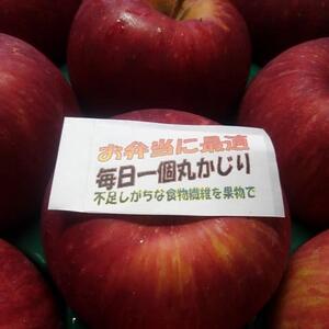 数量限定《弁当リンゴ》旬の品種をお届け