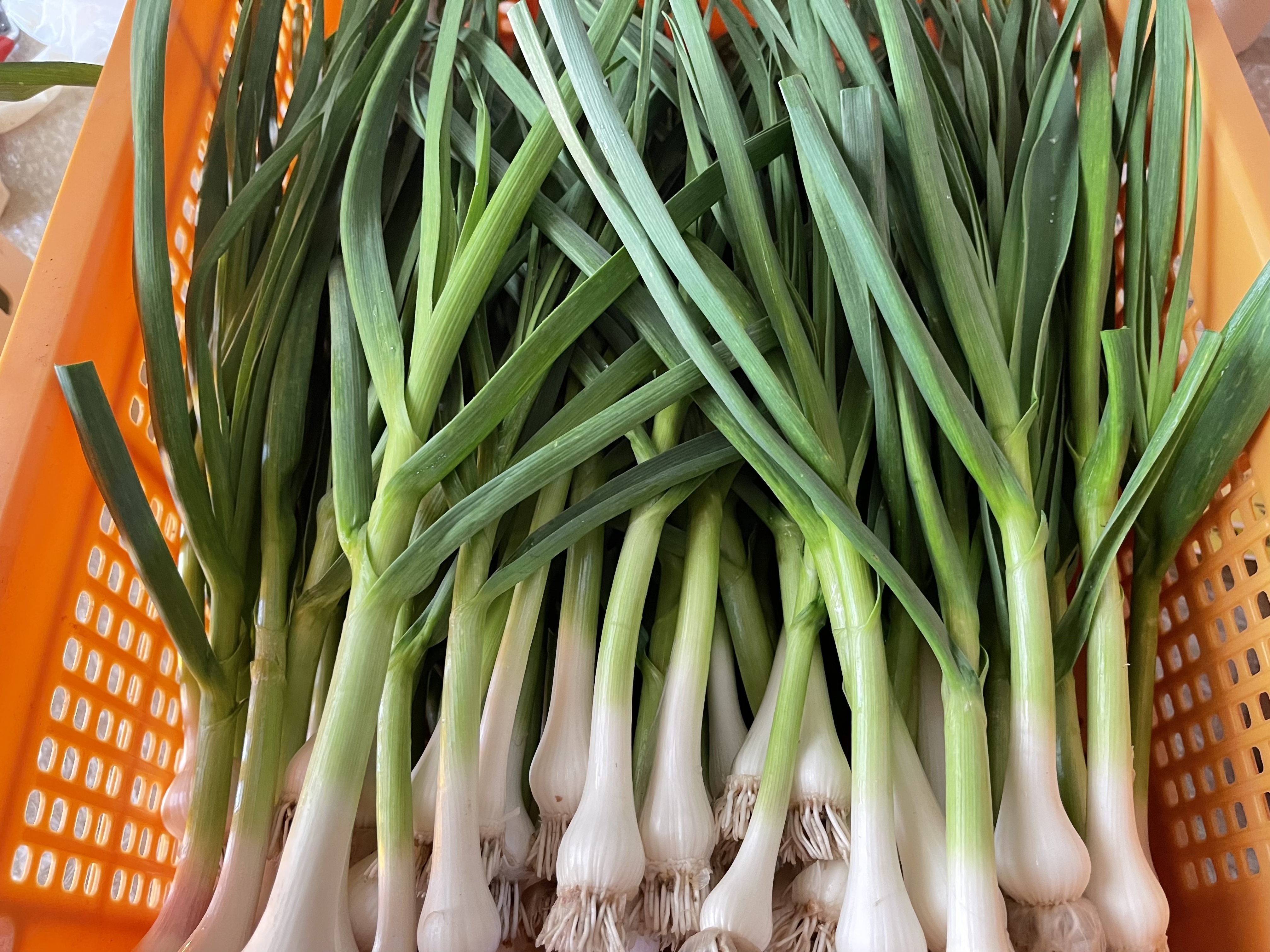 葉にんにく（小）500g 長野県産 信州 産地直送 - 野菜