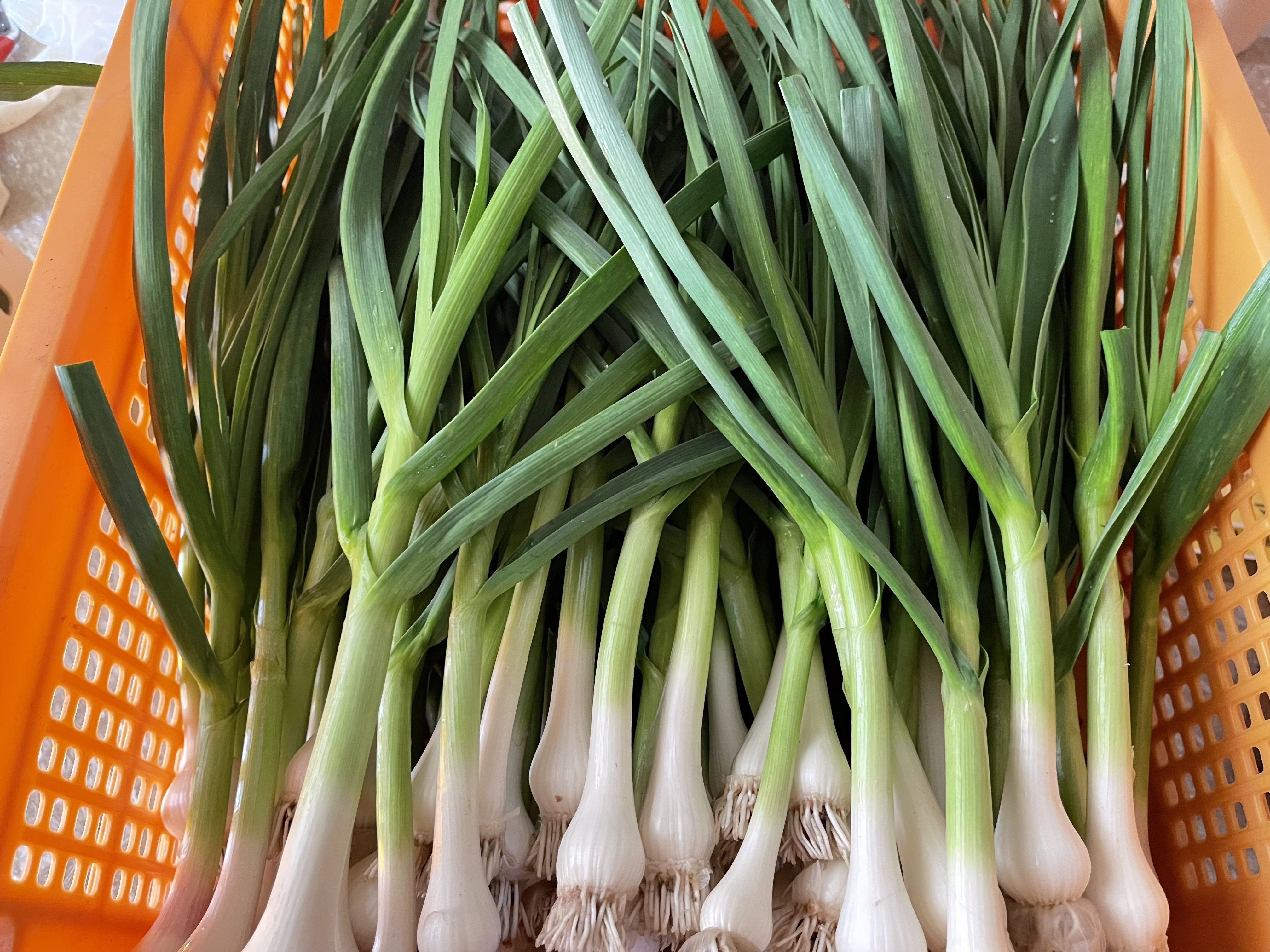 【当日収穫】採れたて新鮮！葉ニンニク 5kg クール便発送(送料込み) 野菜の産直通販・お取り寄せ商品｜ポケットマルシェ｜産地直送で旬の