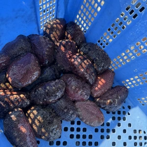 漁師直送『熱海産』ナマコ海鼠　1キロ『天然物』