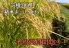 青森県産　新米まっしぐら　令和3年産